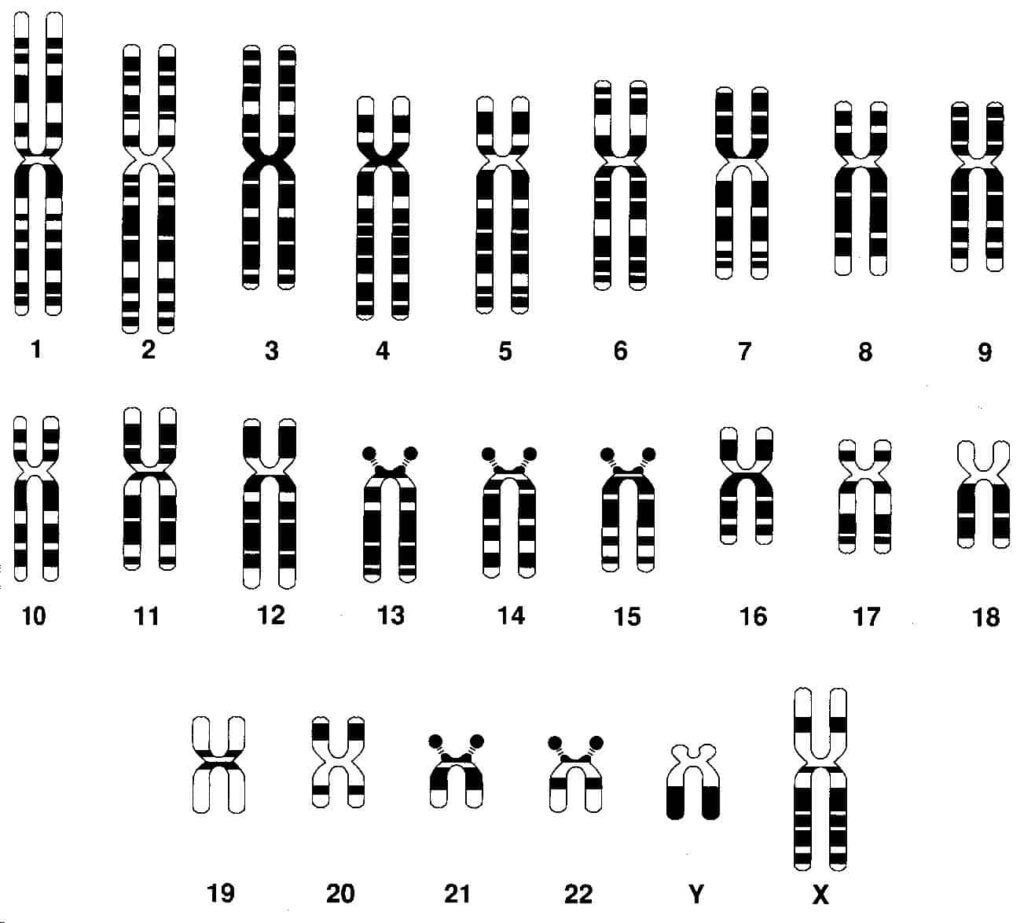 Cuantos cromosomas tiene la especie humana