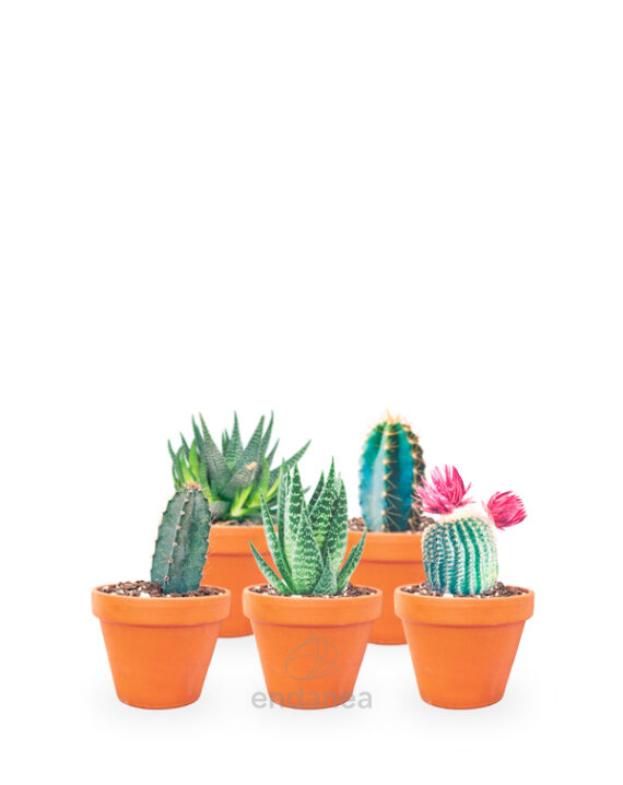 cactus planta
